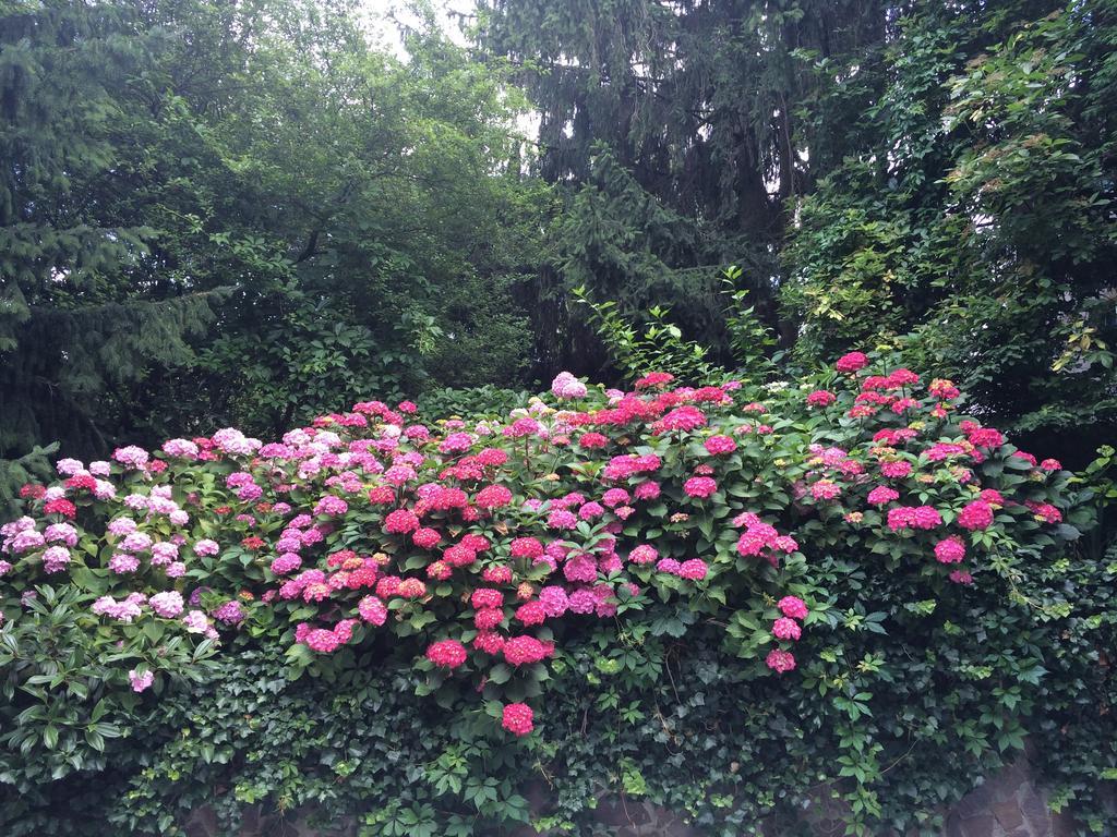 Exquisites Gartenapartment in eleganter Jugendstilvilla Wenen Buitenkant foto